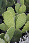 Opuntia Ficus-Indica Cactus Pads | Edible Prickly Pear Nopales | Organic Spineless Cactus for Cooking & Gardening