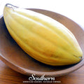 Banana Melon Seeds – Heirloom Non-GMO Open Pollinated Cucumis melo ‘Banana Melon’ Fruit Seeds