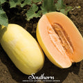 Crenshaw Melon Seeds – Heirloom, Non-GMO, Sweet Yellow-Green Fruit, Cucumis melo, 20 Seeds