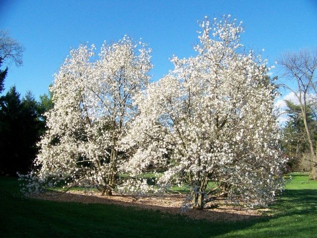 Magnolia 'Merrill Loebner'