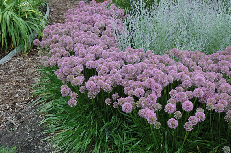 Allium Millenium