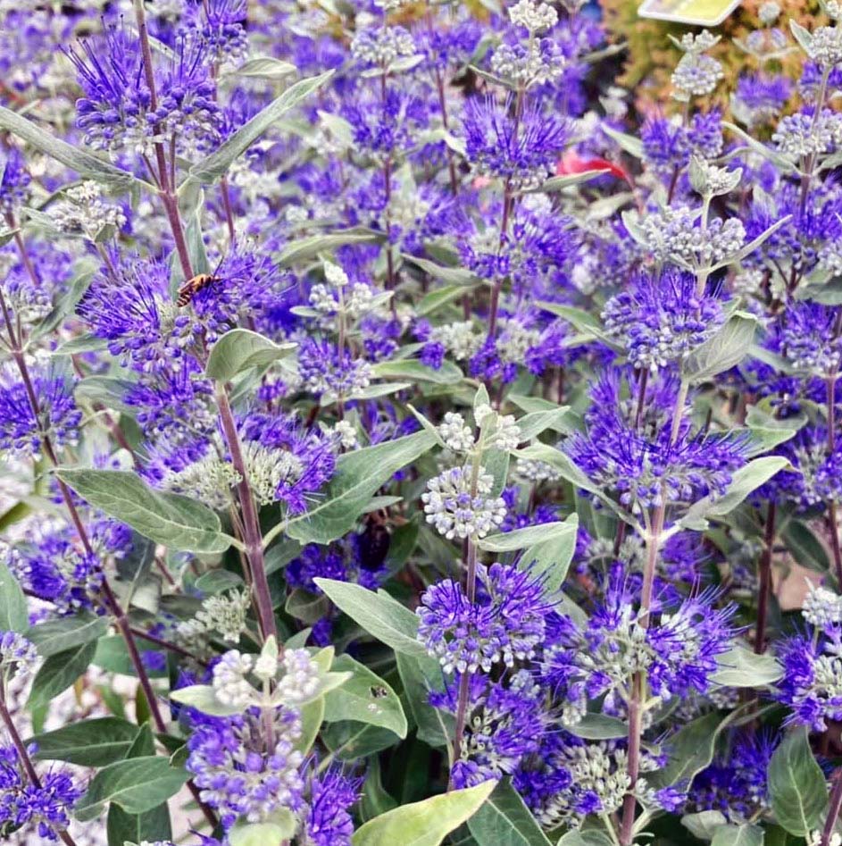 Caryopteris 'Dark Knight'
