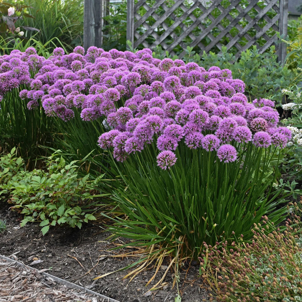 Allium Millenium