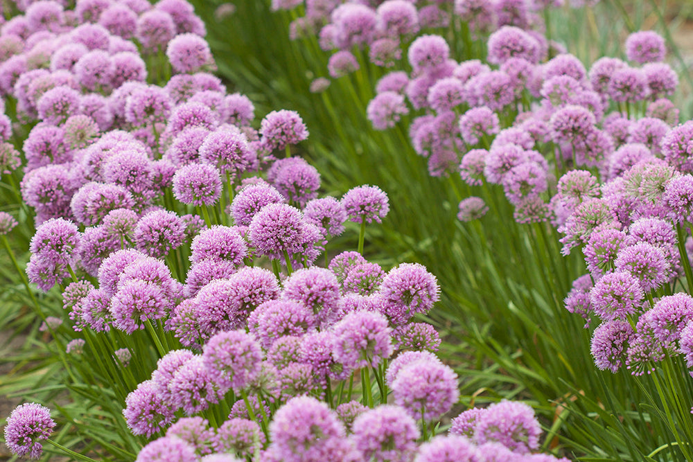 Allium Millenium