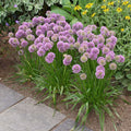 Allium Millenium