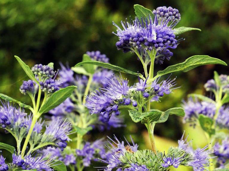 Caryopteris 'Dark Knight'