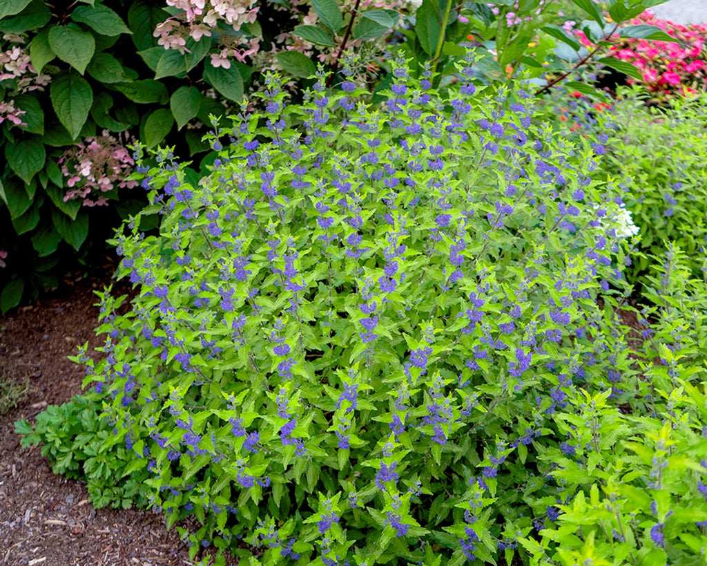 Caryopteris 'Dark Knight'