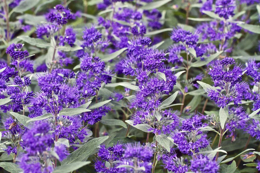 Caryopteris 'Dark Knight'