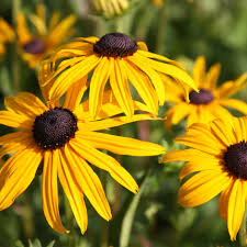 Rudbeckia 'Goldsturm'