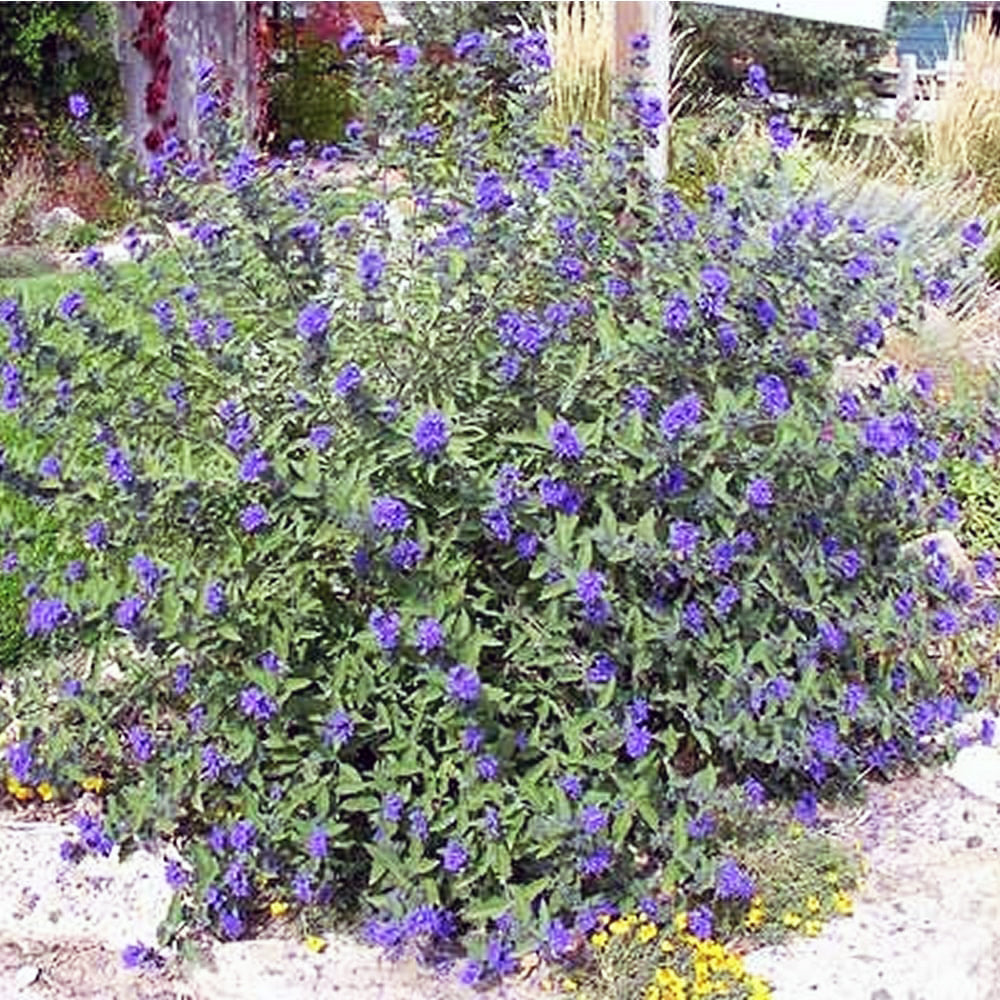 Caryopteris 'Dark Knight'