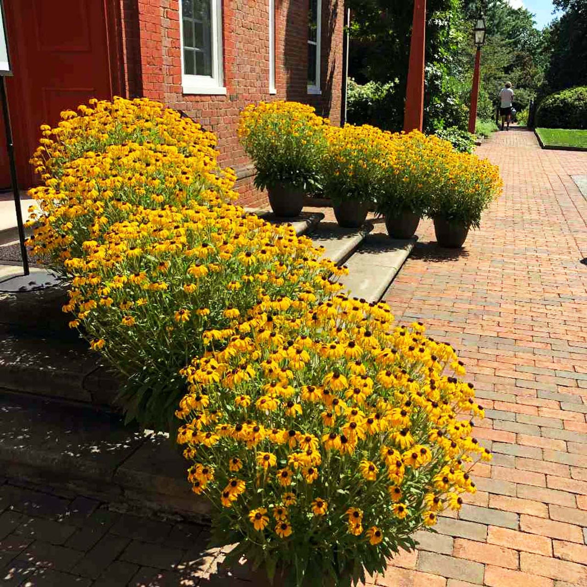 Rudbeckia 'American Gold Rush'