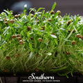 Cilantro Microgreens Seeds – 10g Heirloom Non-GMO American Grown for Culinary Use