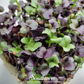 Confetti Radish Microgreens Seeds – 10g Non-GMO, Easy to Grow, Raphanus sativus, Vibrant Purple and Green Greens