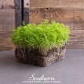 Dill Microgreens Seeds 8g Heirloom Non-GMO Anethum graveolens for Microgreen Growing