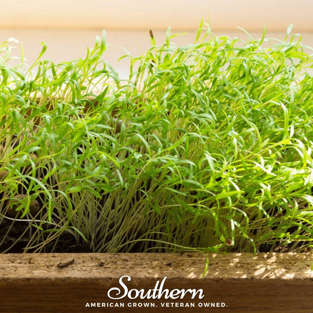 Dill Microgreen – 8 grams