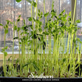 Speckled Pea Microgreens 15g Organic Non-GMO American Grown Seeds for Healthy Nutrition