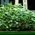 Microgreen Seed - Rainbow Mix
