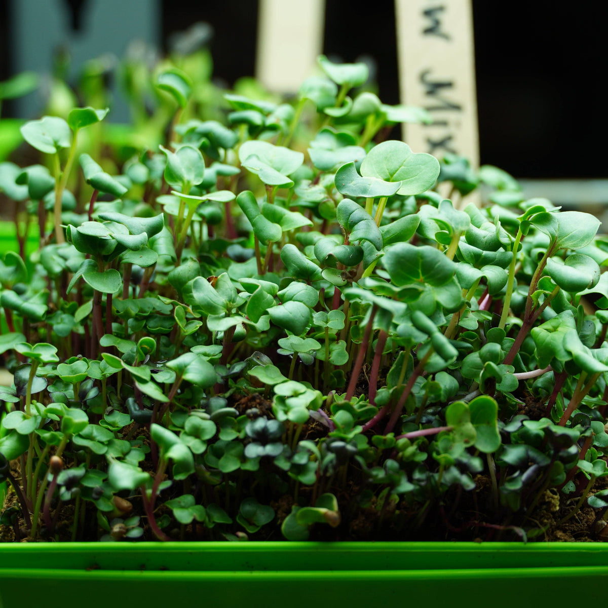 Microgreen Seed - Rainbow Mix