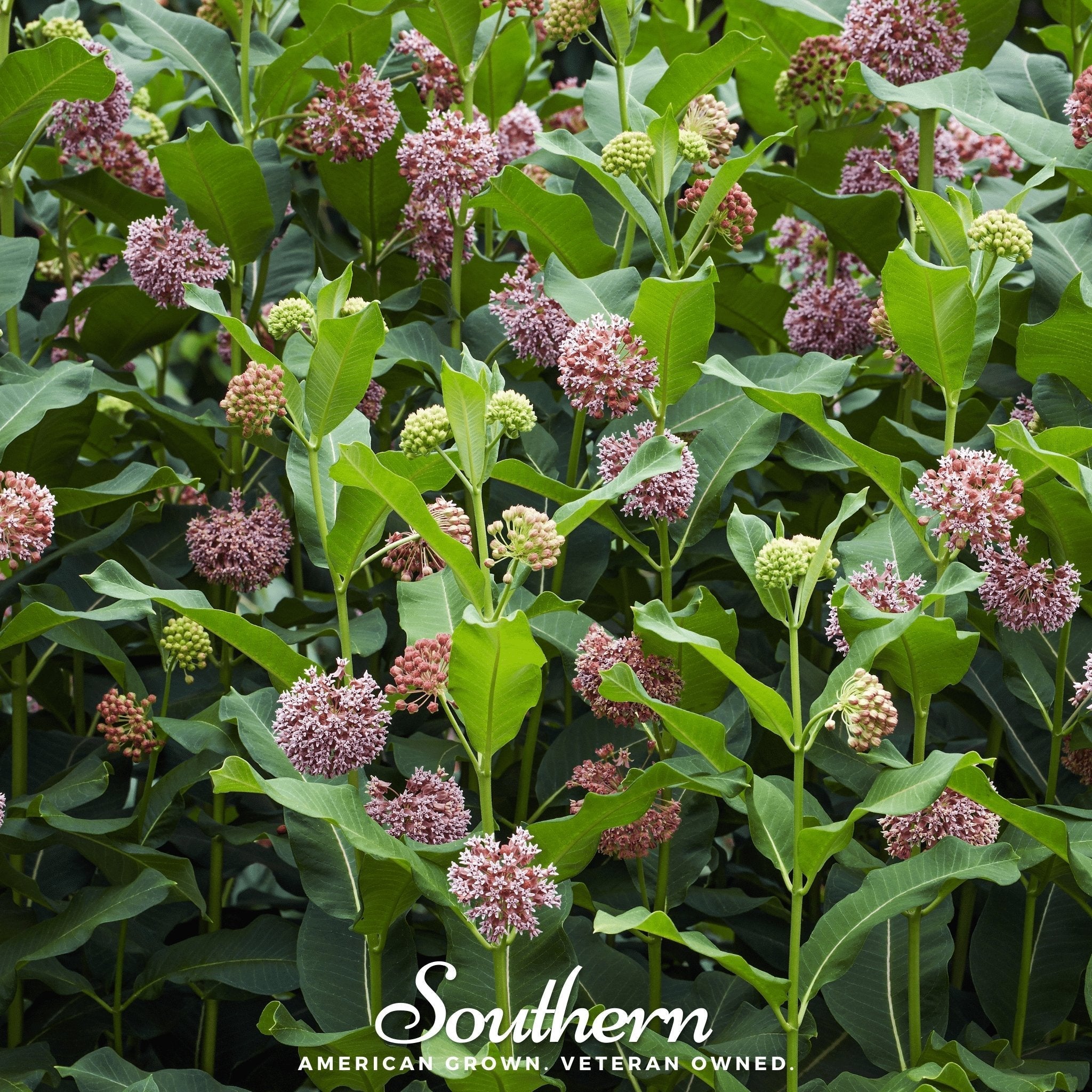 Common Milkweed – 50 Seeds