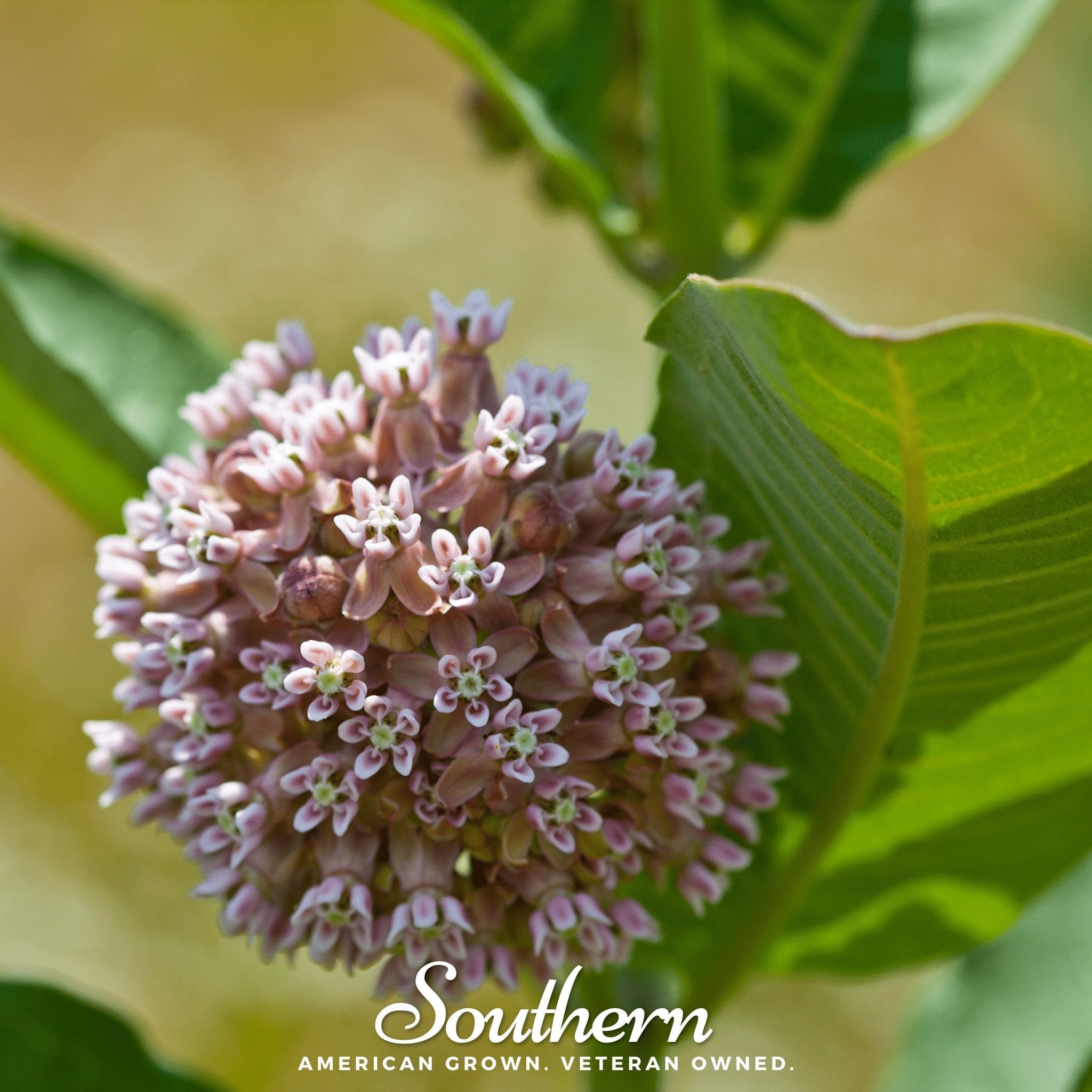 Common Milkweed – 50 Seeds