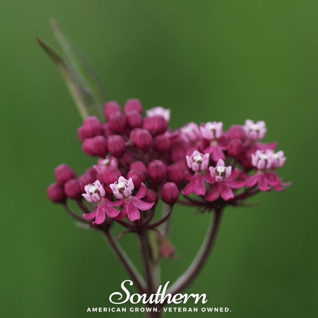 Swamp Milkweed – 50 Seeds