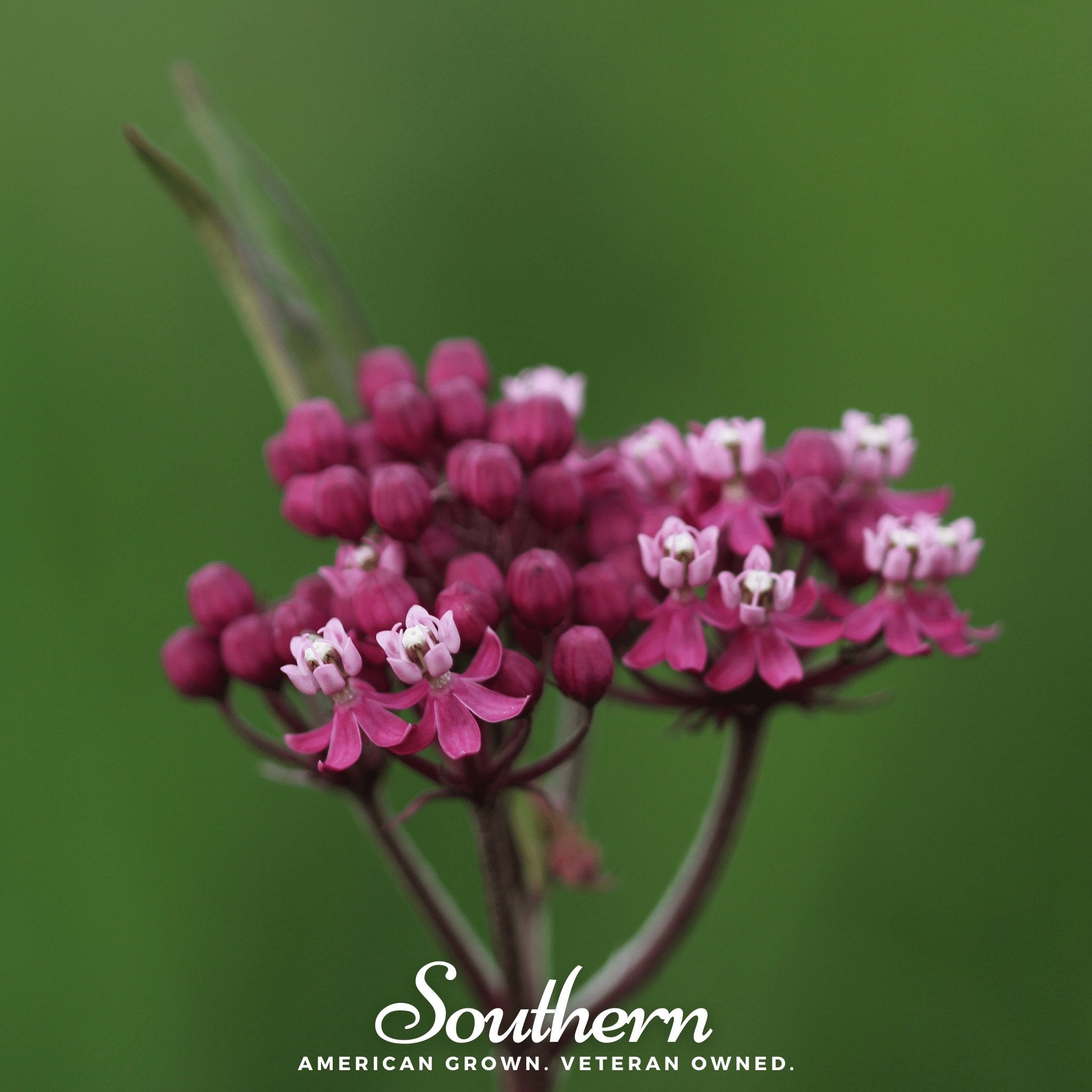 Swamp Milkweed – 50 Seeds