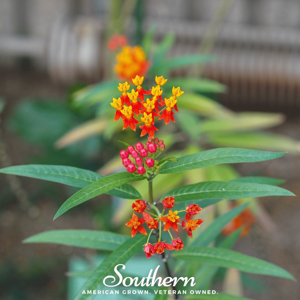 Tropical Milkweed – 50 Seeds