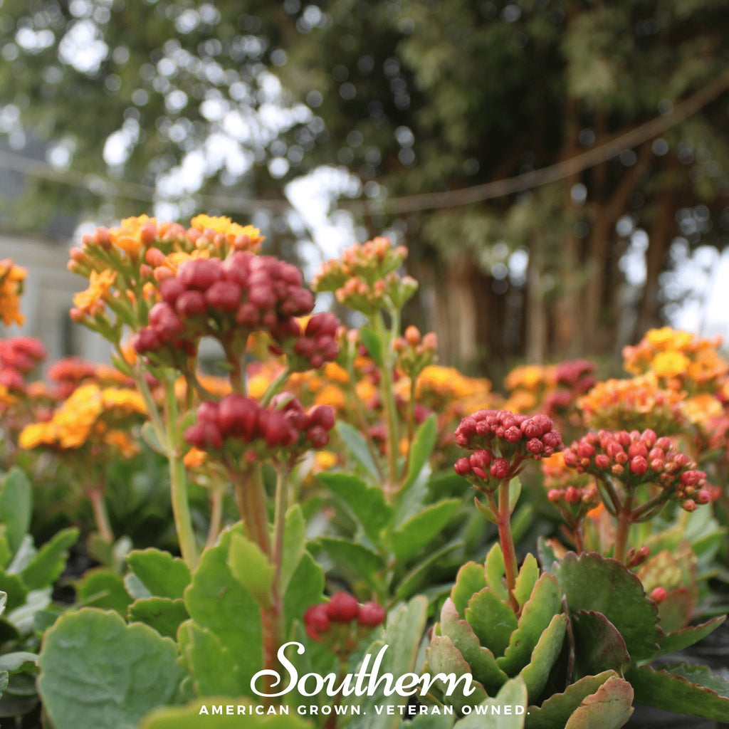 Tropical Milkweed – 50 Seeds