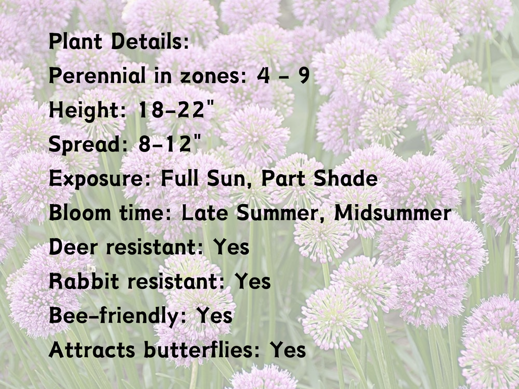Allium Millenium