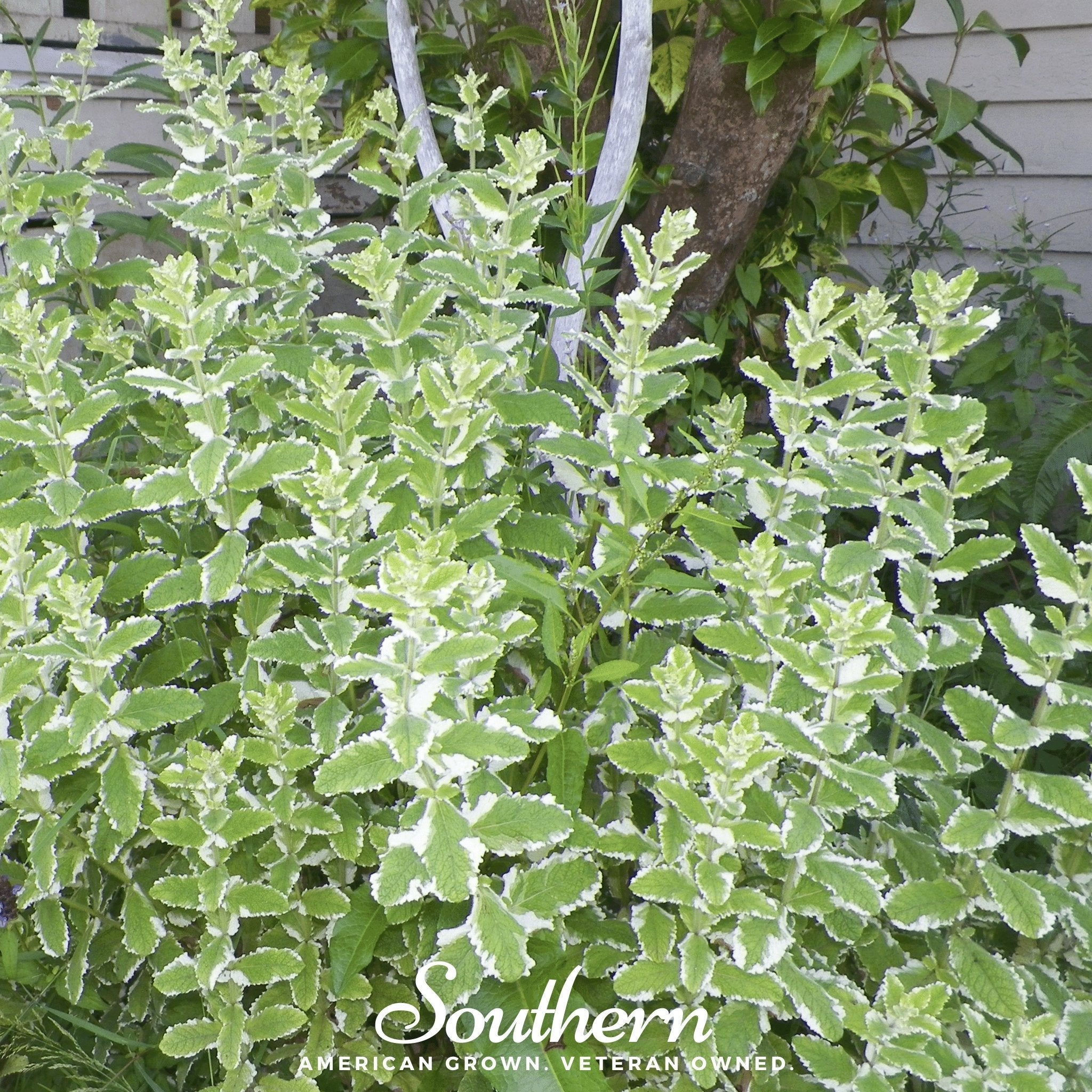 Pineapple Mint – 25 Seeds