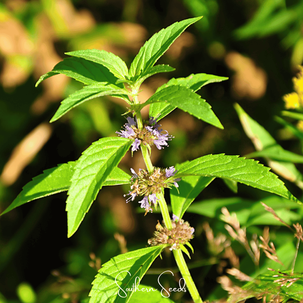 Wild Corn Mint – 100 Seeds