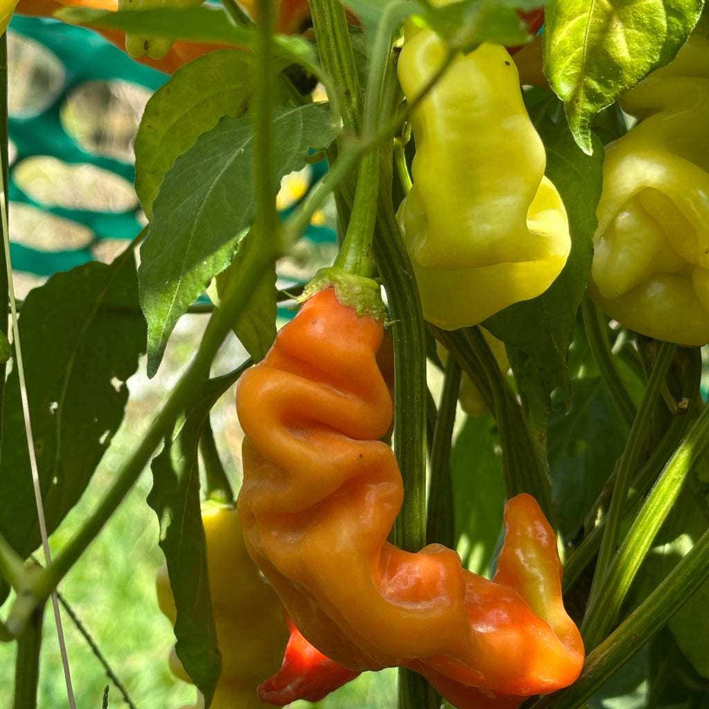 Sugar Rush Stripey Pepper Seeds