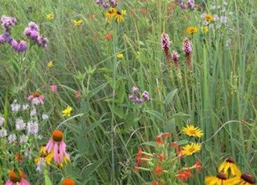 Southeast Native Meadowscaping Mix
