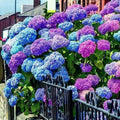 Mixed Hydrangea Seeds - Giant Beautiful Shrub and Hardy Perennial Flowers