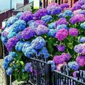 Mixed Hydrangea Seeds - Giant Beautiful Shrub and Hardy Perennial Flowers