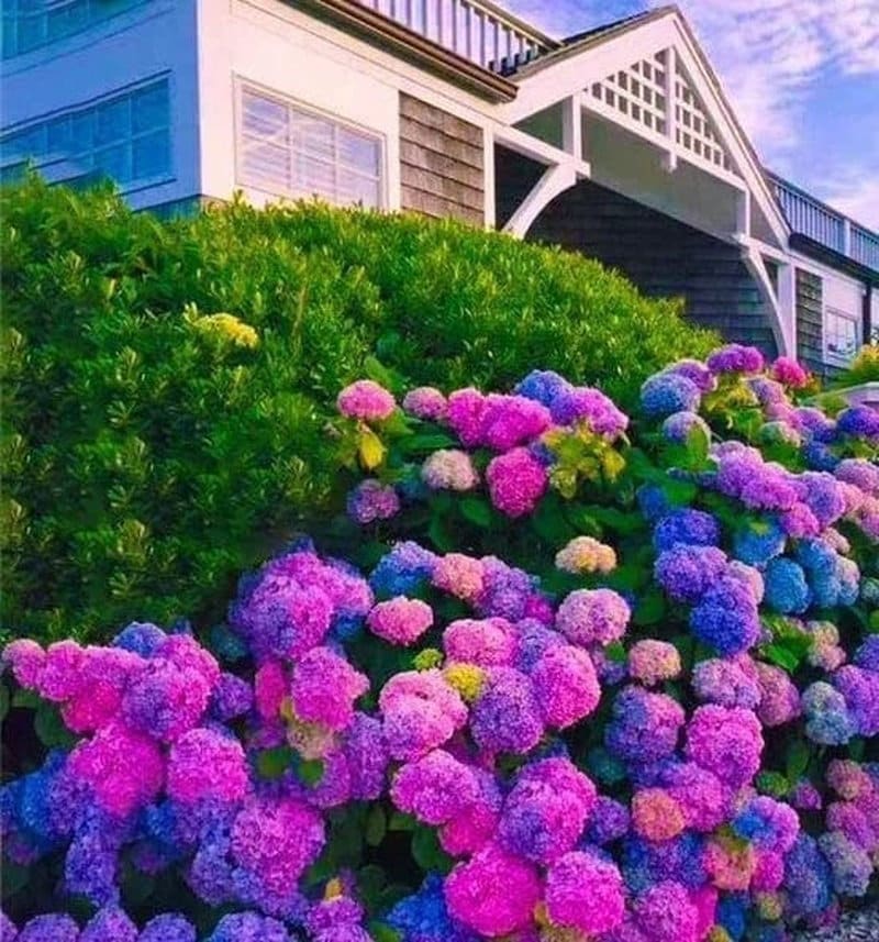 Mixed Hydrangea Seeds - Giant Beautiful Shrub and Hardy Perennial Flowers