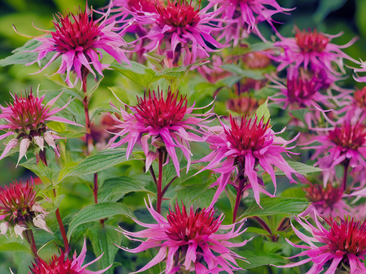 Monarda 'Mojo'