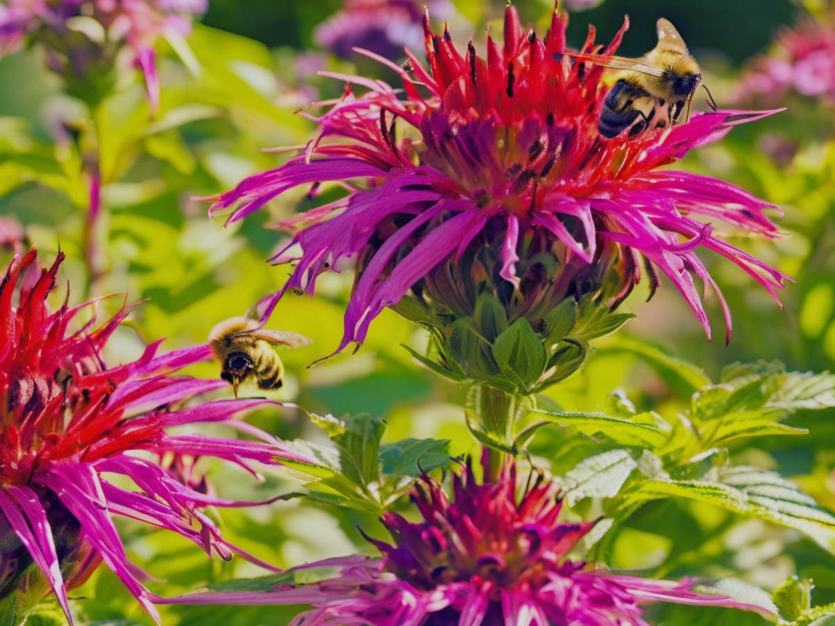 Monarda 'Mojo'