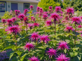Monarda 'Mojo'