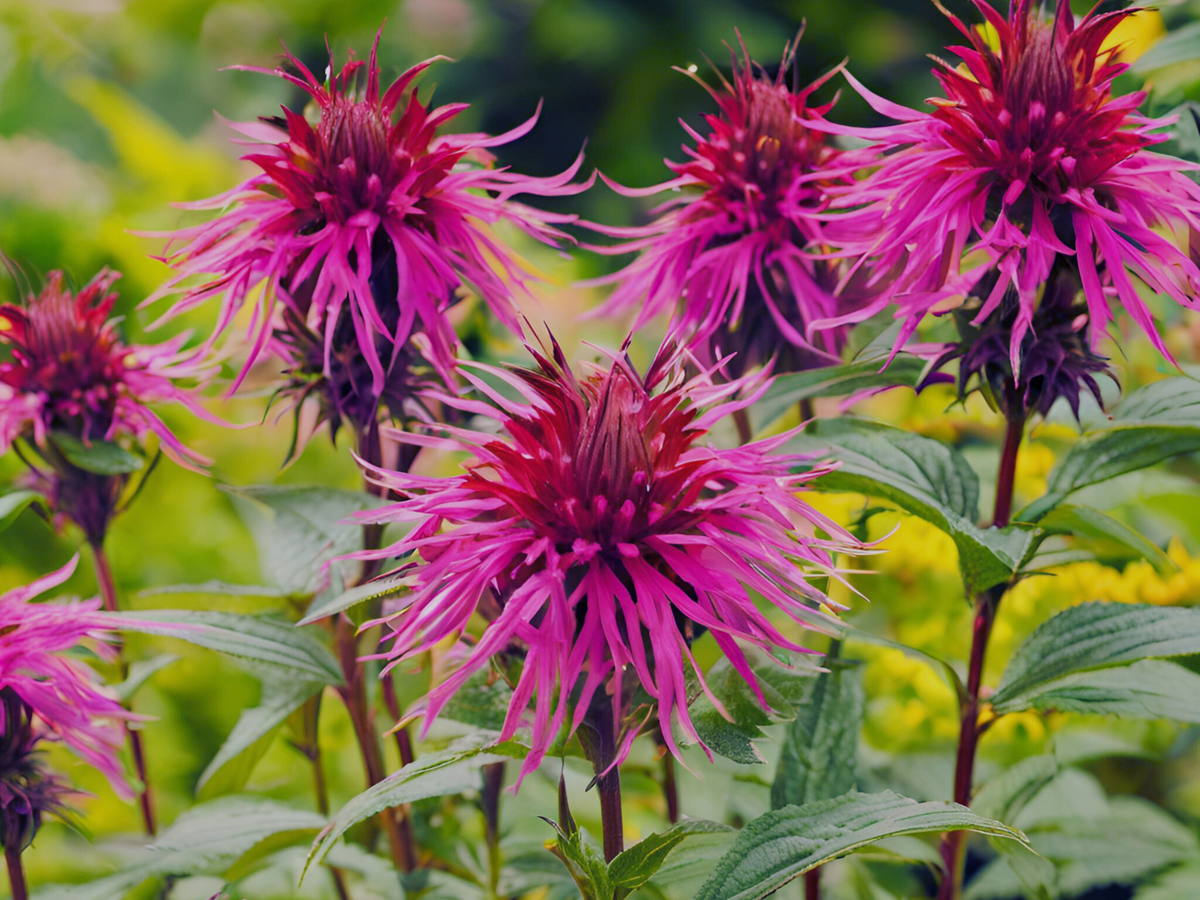 Monarda 'Mojo'