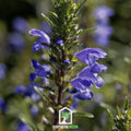 Dragonhead Moldavian Balm Seeds – Blue-Violet Flowers, Lemon Scented Herb, Pollinator Magnet, Dracocephalum moldavicum