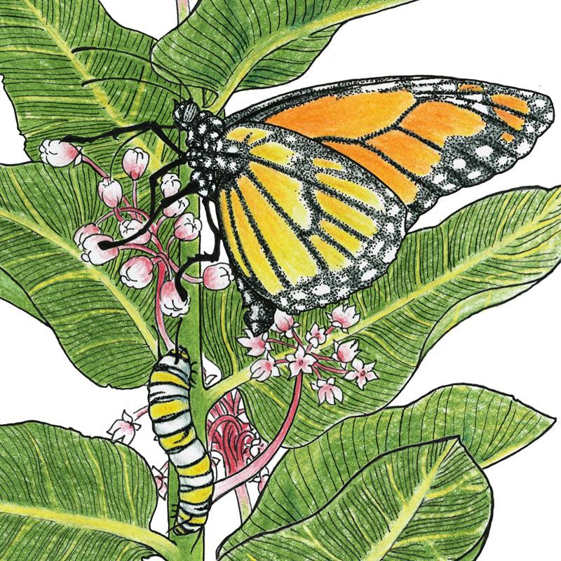Peaceful Valley Save the Monarch Kit - Southeast (1/8 lb)
