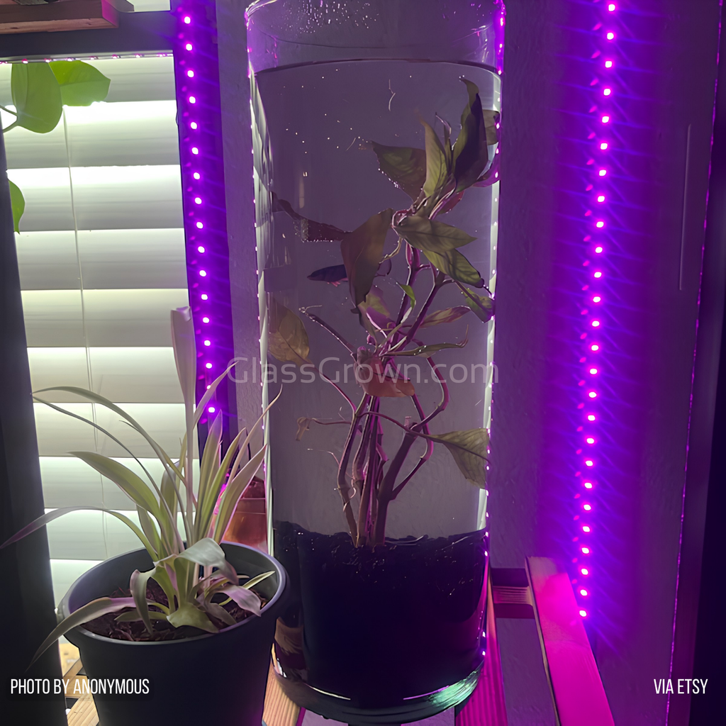 Bunch Moneywort (Bacopa Monnieri)