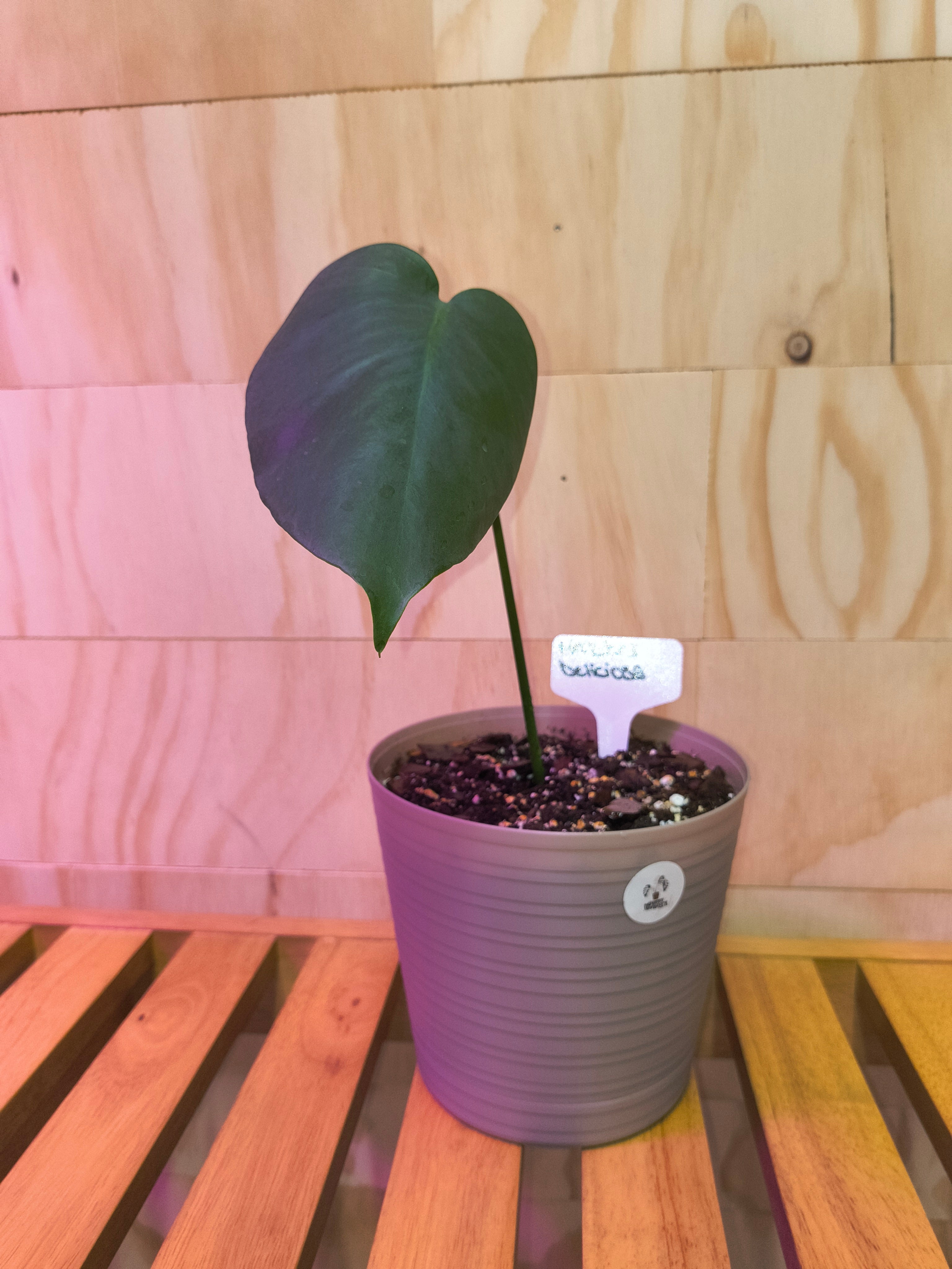monstera deliciosa pink Monstera Deliciosa – Nate's Garden Supply