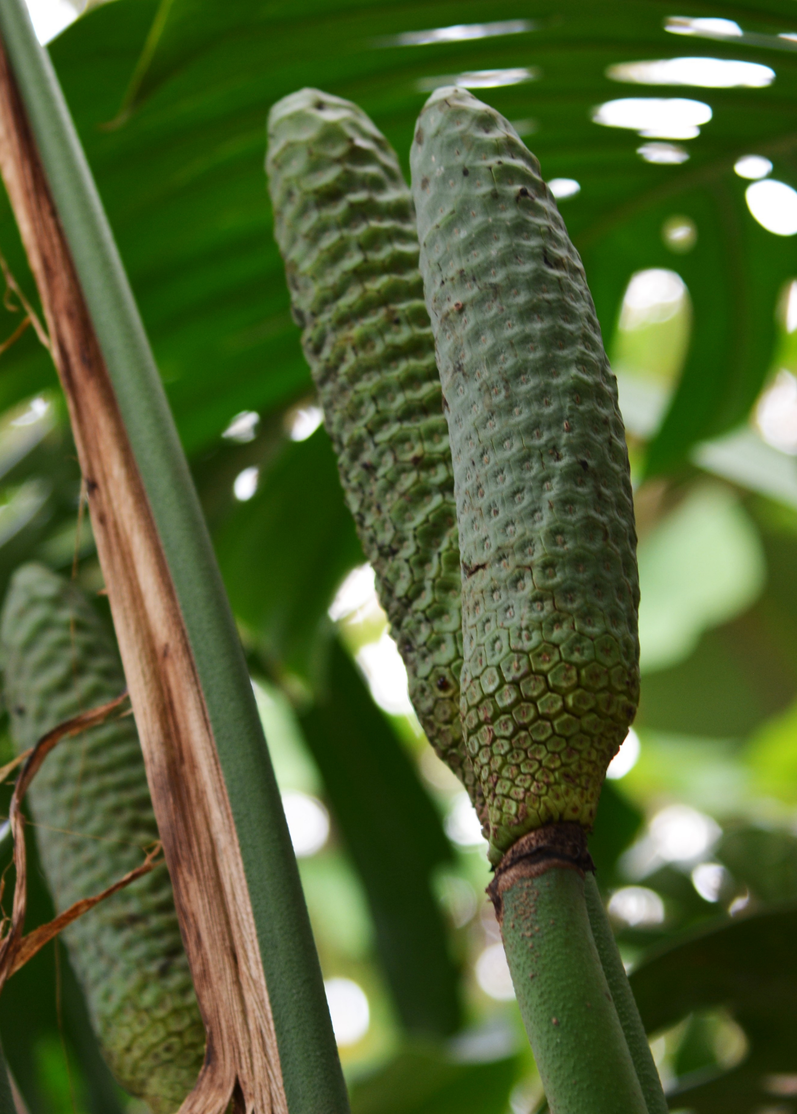 Monstera 'Thai Constellation' (Monstera deliciosa)
