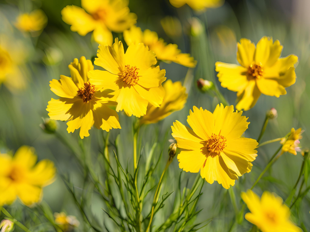 Coreopsis 'Moonbeam'