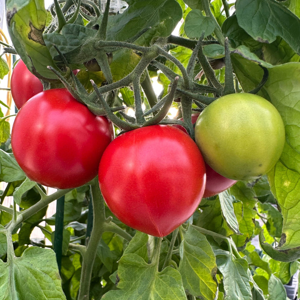 Mortgage Lifter Tomato Seeds