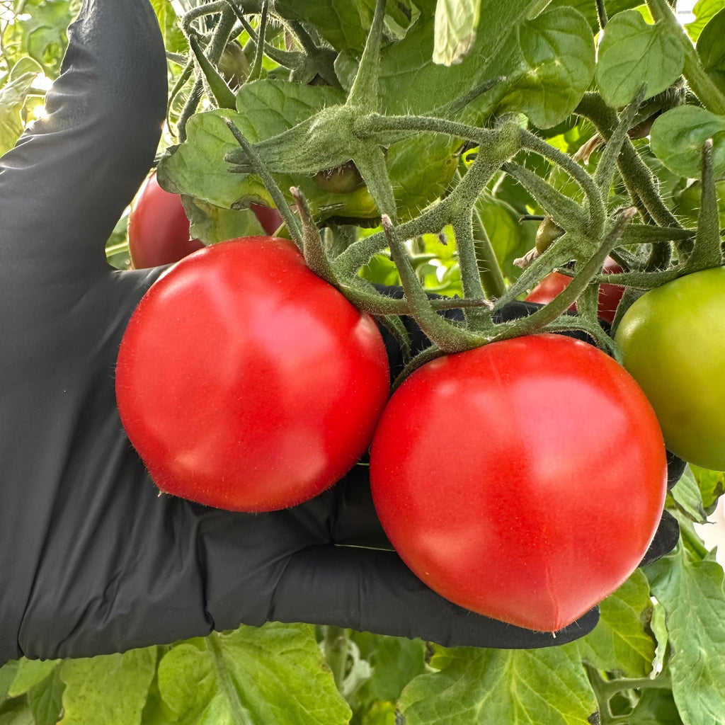 Mortgage Lifter Tomato Seeds