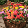 Moss Rose Seeds Mix – 250 Heirloom Portulaca Grandiflora Groundcover, Drought Tolerant, Vibrant Flower Seeds for Sunny Gardens