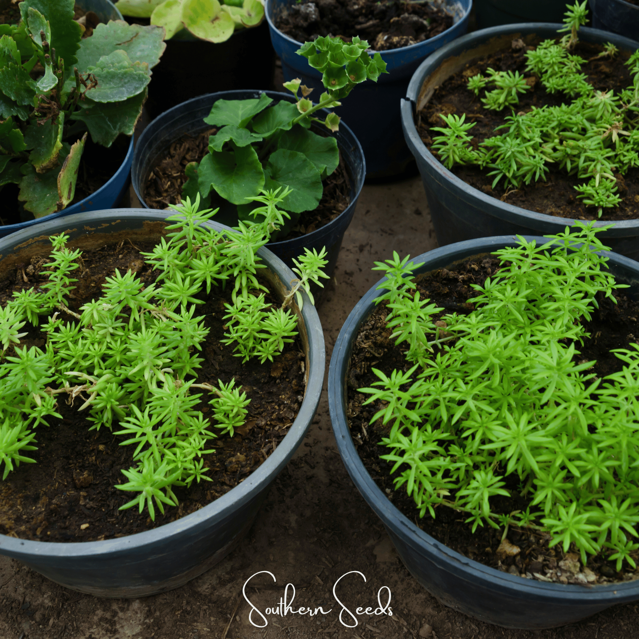 Red Moss Rose – 250 Seeds